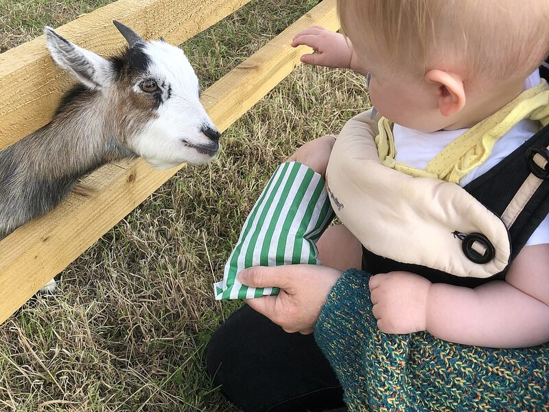 A child feeding a goat over a fence